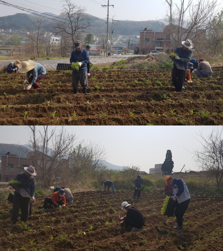 2018년 4월 사회공헌활동 - 옥수수모종심기